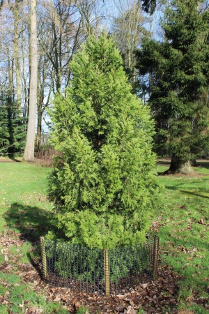 Small bushy Austrocedrus chilensis tree